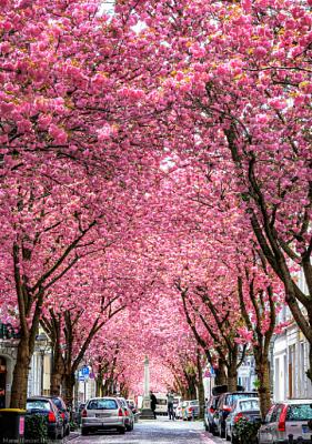 Con đường được 'nhuộm hồng' sắc hoa anh đào ở Đức-hoa-anh-dao.jpg
